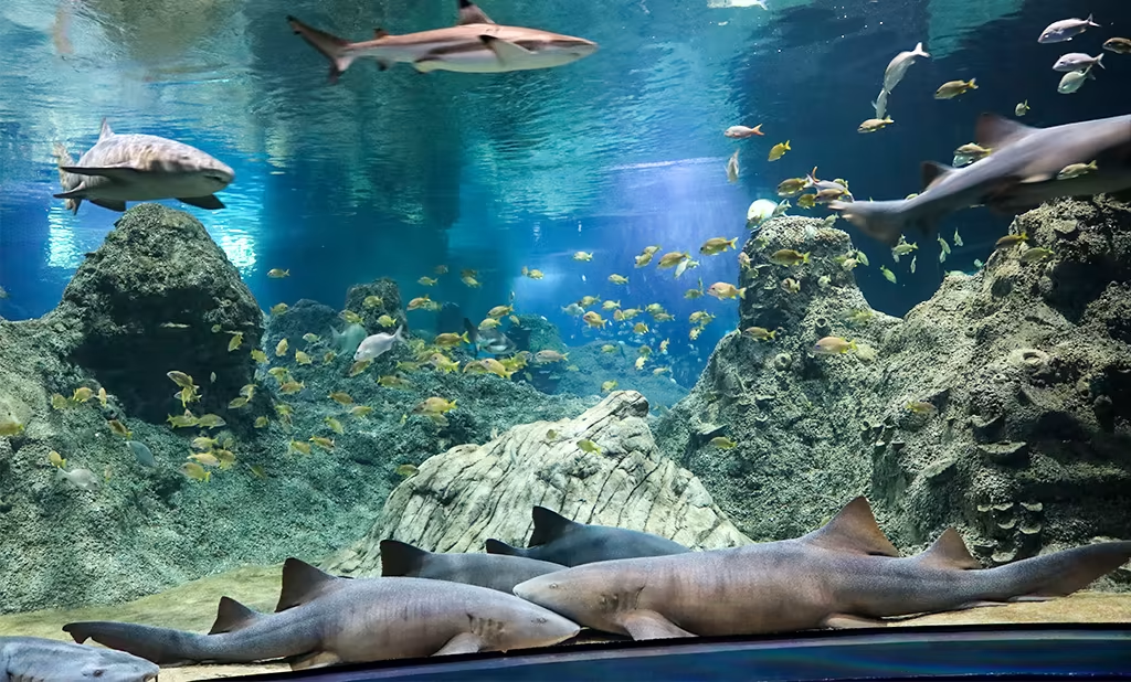 Explora tus opciones: visita el Acuario Michin en el mejor horario y precio, ya sea con promociones especiales o con una membresía anual. ¡Planifica tu experiencia Michin hoy mismo