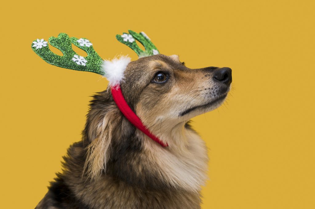 Navidad con mascotas: los platillos que tu perro puede comer sin riesgo